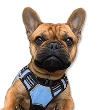 Maurice the French Bulldog